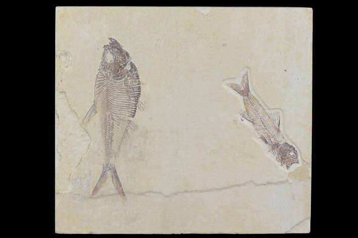 Pair Of Fossil Fish Including Rare Amphiplaga - Wyoming #79819